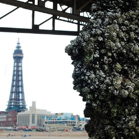 Blackpool Tower - Identity Photogr@phy