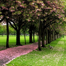 Pink + Green Nova - Rankeelaw