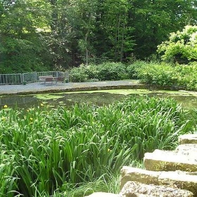 the mill pond - Verity Cridland