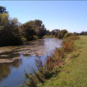 River At Leatherhead - Danacea