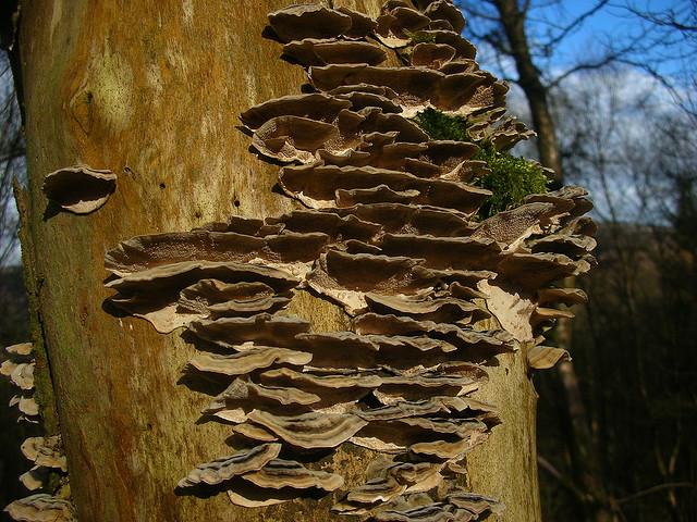 Bracket Fungus