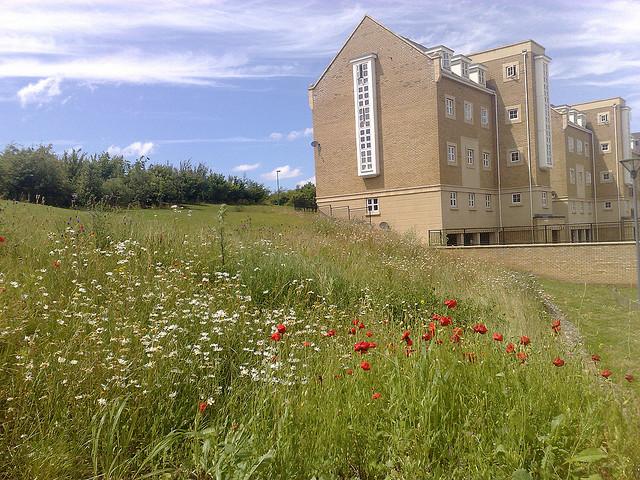 Summer day in Kent 2