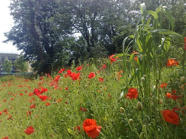 Poppies in a field, Kent 2
