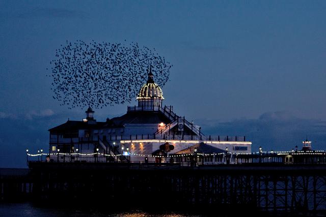 Starlings At Eastbourne