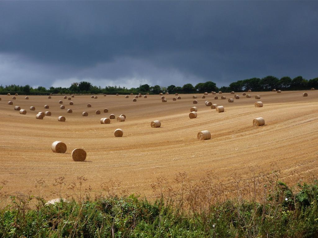 Hay bales under brooding sky, near Exeter