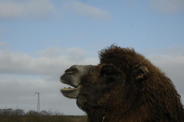 Bactrian camel